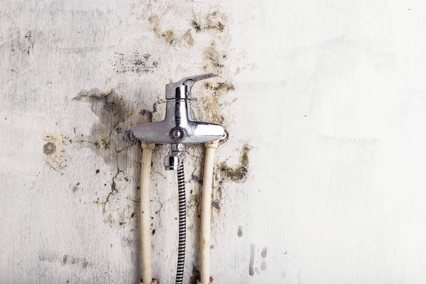 Best Emergency Mold Removal  in Gloucester Courthouse, VA