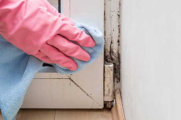Best Crawl Space Mold Removal  in Gloucester Courthouse, VA