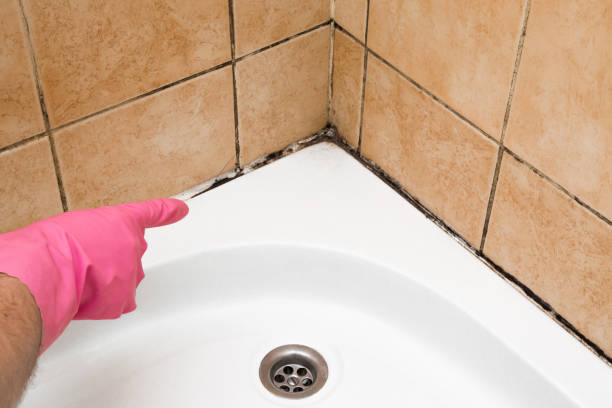 Mold Removal Process in Gloucester Courthouse, VA